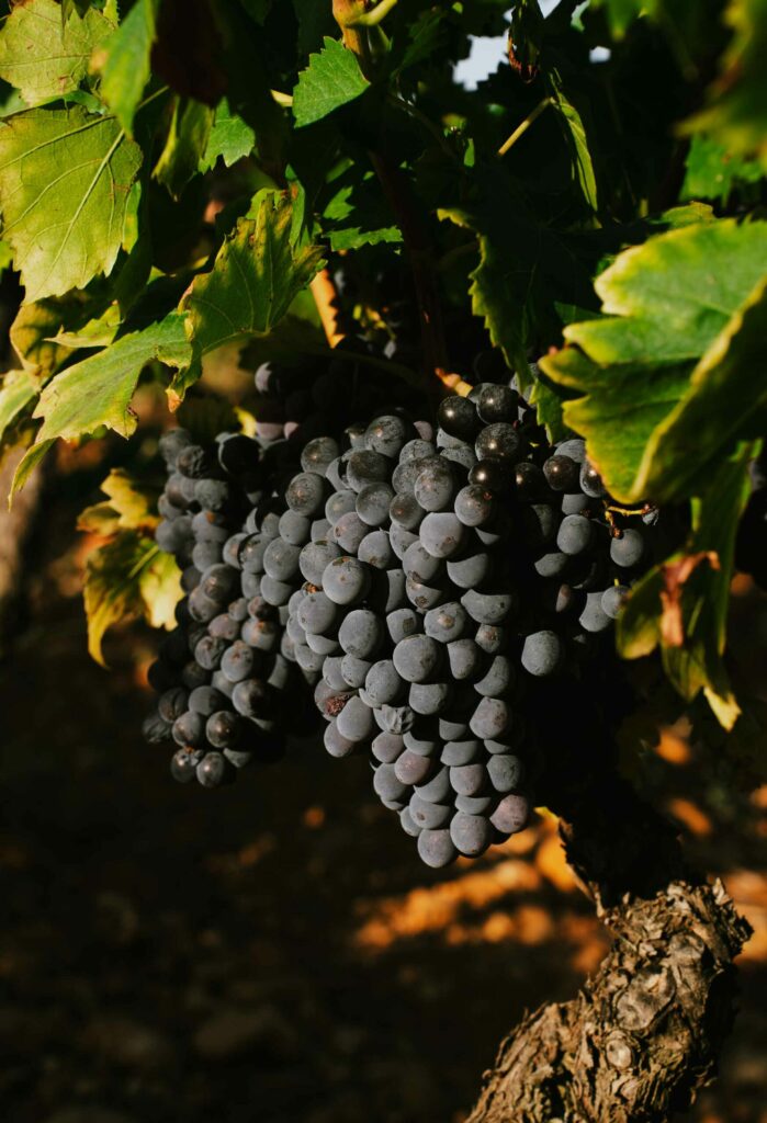 Château de Vaudieu, création boutique en ligne