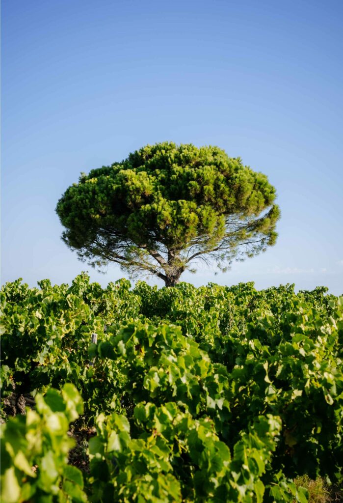 Château de Vaudieu, création boutique en ligne